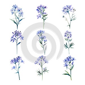 Isatis indigotica.Watercolor set of blue cornflowers. Hand drawn illustration.