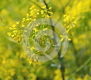 Isatis tinctoria, also called woaddyer's woad, dyer's-weed, or glastum,