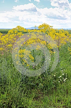 Isatis tinctoria, Brassicaceae.