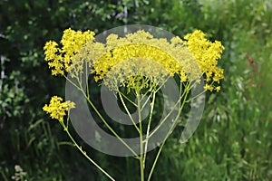 Isatis tinctoria, Brassicaceae.