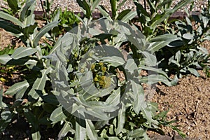 Isatis tinctoria close up