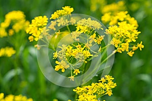 Isatis tinctoria,  dyer`s woad yellow flowers closeup selective focus