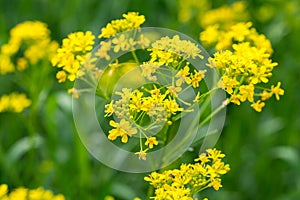 Isatis tinctoria,  dyer`s woad yellow flowers closeup selective focus photo