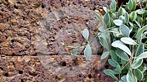 Ischidia Ioantha on laterite background