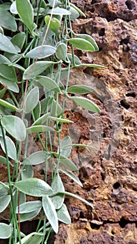 Ischidia Ioantha on laterite background