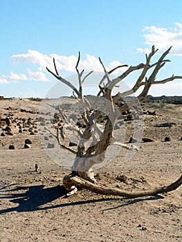 Ischigualasto National Park