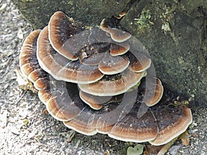 The Ischnoderma resinosum is an inedible mushroom photo