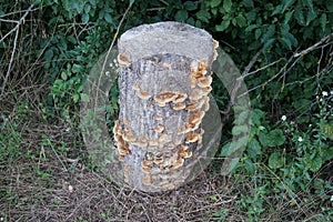 Ischnoderma resinosum is a species of fungus in the family Fomitopsidaceae. Berlin, Germany
