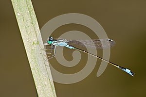 Ischnura elegans