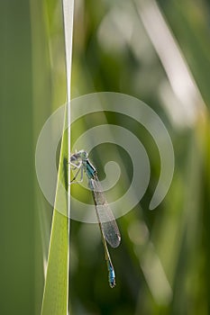 Ischnura elegans - common bluetail damselfly. photo