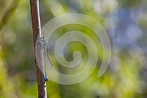 Damselfly Coenagrion, Ischnura elegans. Damselfly on a branch photo