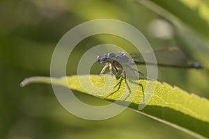 Ischnura elegans - common bluetail damselfly. photo