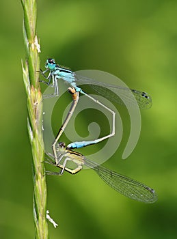 Ischnura elegans - common bluetail damselfly pair