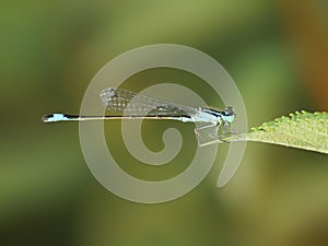 Ischnura elegans, male photo