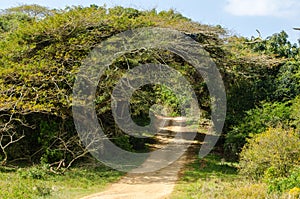 Isimangaliso wetland park. Garden route, South Africa. photo