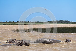 Isimangaliso wetland park south africa photo