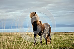 ISL - ICELANDIC HORSE photo