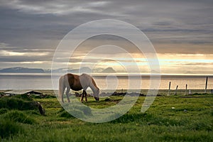 ISL - ICELANDIC HORSE photo