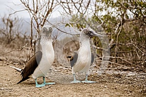 Isla de la Plata, Ecuador