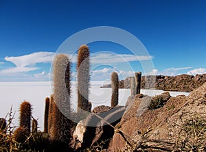 Isla de pescado cactus salar de uyuni in Bolivia