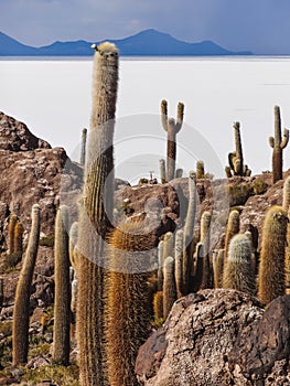 Isla de pescadores salt lake uyuni in bolivia photo