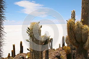 Isla de Pescadores, Salt lake Uyuni in Bolivia. Salar de Uyuni is the biggest salt lake photo