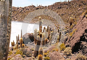 Isla de Pescadores, Salt lake Uyuni in Bolivia. Salar de Uyuni is the biggest salt lake photo