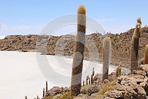 Isla de Pescadores, Salt lake Uyuni in Bolivia. Salar de Uyuni is the biggest salt lake photo