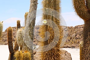 Isla de Pescadores, Salt lake Uyuni in Bolivia. Salar de Uyuni is the biggest salt lake photo