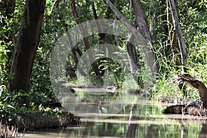 Isla De Salamanca Swamp Forest photo