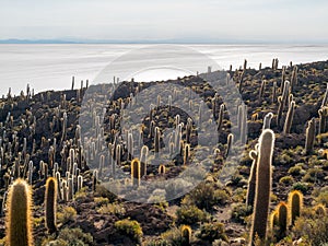 Isla del Pescado photo