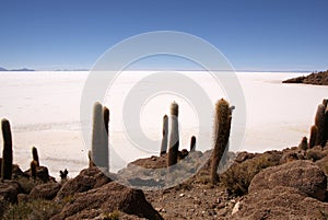 Isla del Pescado, Salar de Uyuni, Bolivia photo