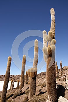 Isla del Pescado, Salar de Uyuni, Bolivia