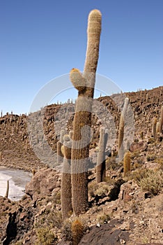 Isla del Pescado, Salar de Uyuni, Bolivia