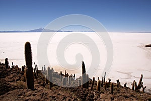 Isla del Pescado, Salar de Uyuni, Bolivia