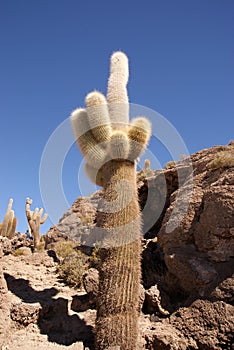 Isla del Pescado, Salar de Uyuni, Bolivia