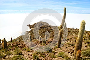 Isla Incahuasi or Isla del Pescado, full of Trichocereus Cactus Located in the Middle of Uyuni Salt Flats, Bolivia