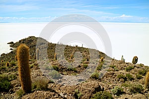 Isla Incahuasi or Isla del Pescado Rocky Outcrop filled with Trichocereus Cactus Plants Located in the Middle of Uyuni Salt Flats