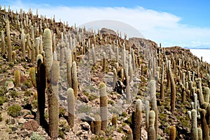 Isla Incahuasi or Isla del Pescado, an Rocky Outcrop full of Trichocereus Cactus Located in the Middle of Uyuni Salt Flats