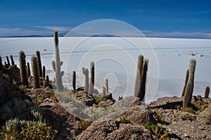 Isla Incahuasi (Pescadores), Salar de Uyuni, Bolivia photo
