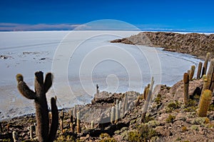 Isla Incahuasi (Pescadores), Salar de Uyuni, Bolivia photo