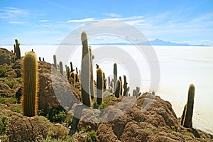 Isla Incahuasi rocky outcrop filled with large Trichocereus Pasacana cactus against the vast salt flats of Salar de Uyuni, Bolivia