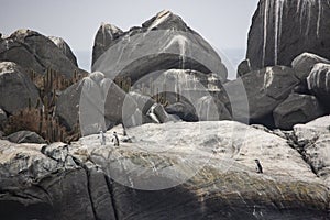 Isla Los Pinguinos Cachagua, Zapallar