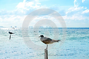 Isla Mujeres island Caribbean beach birds photo