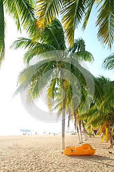 Isla Mujeres north beach tropical Palm trees photo