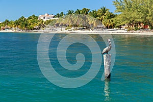 Isla Mujeres Pelican photo