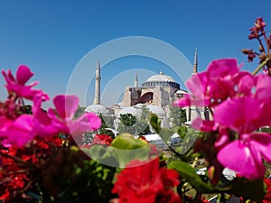 Mosque hagia sofia with flowers photo