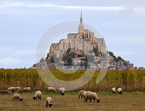 island with the abbey of Mont Saint Michel in France and the SUFFOLK sheep grazing the grass