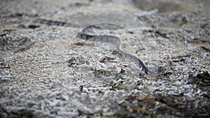 The island of Bali. Jungle. Snake crawling on the ground. Traveling around the island of Bali, you can see many exotic