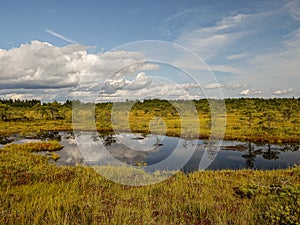 Island in the bog, golden marsh, lakes and nature environment, clear blue sky and white clouds